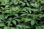 三七种子能种植吗，三七种子怎么种？