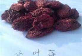 小叶莲