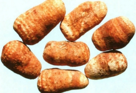 白附子