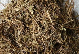 翼首草